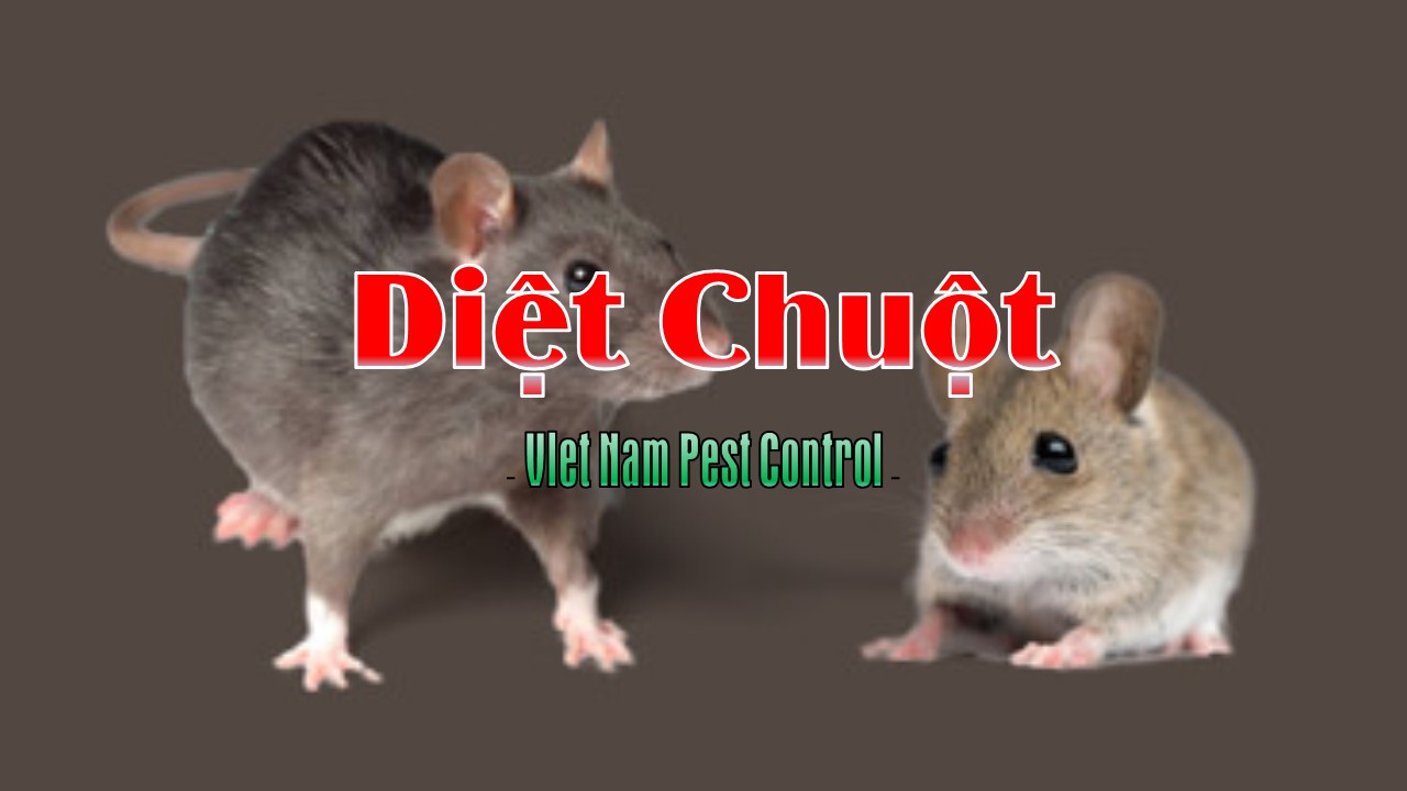 diet chuot